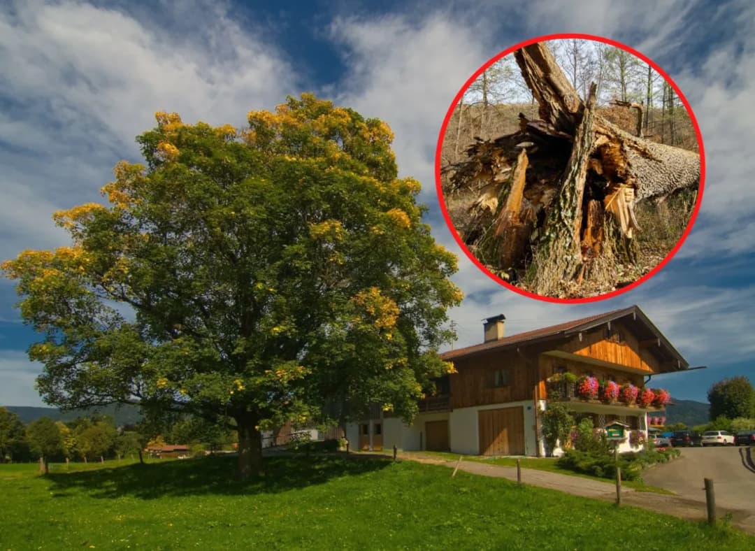 Czy można wbijać gwoździe w drzewo? Poznaj niebezpieczeństwa i konsekwencje