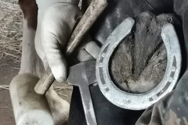 Jak się nazywają gwoździe do podków i jak je właściwie wybrać